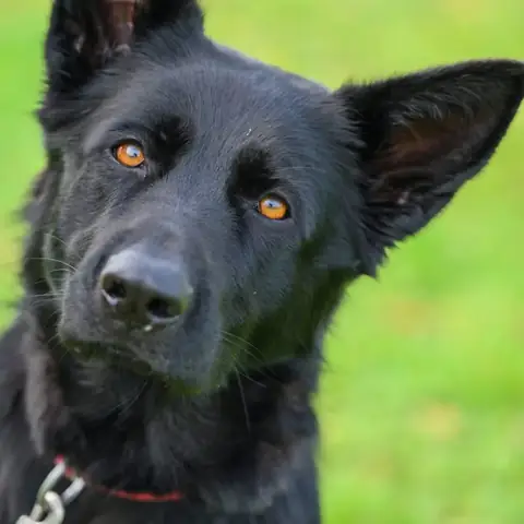 Erwachsener Hund schaut in die Kamera