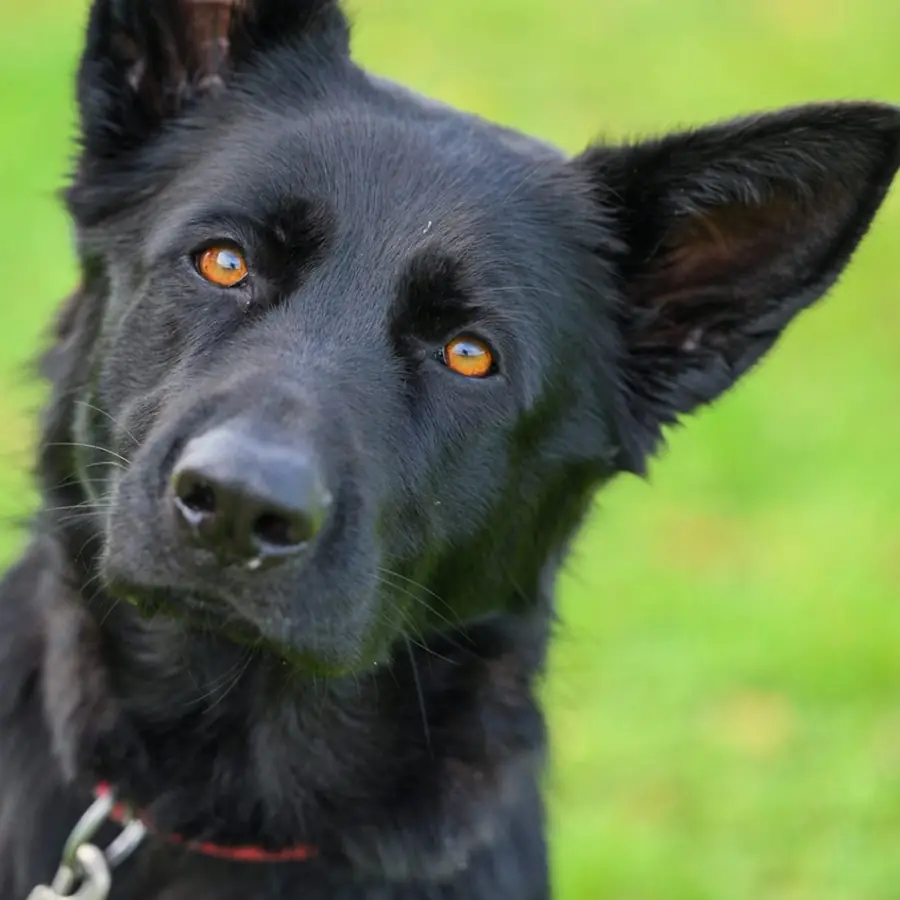 Erwachsener Hund beim Training in Ulm