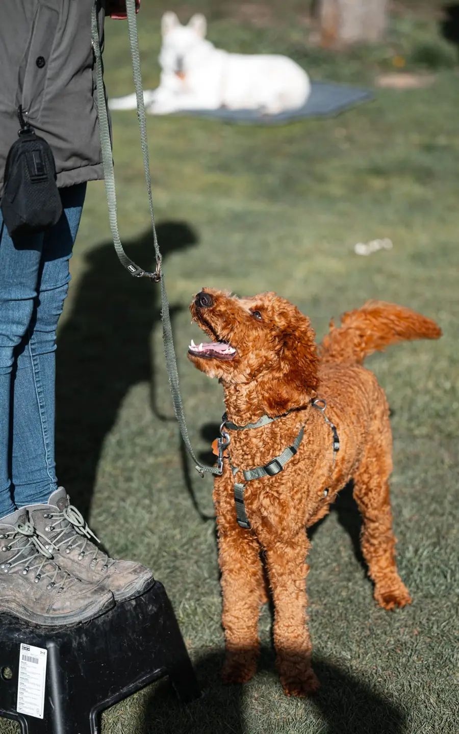 Junghund beim Gruppentraining der Hundeschule Dogversations