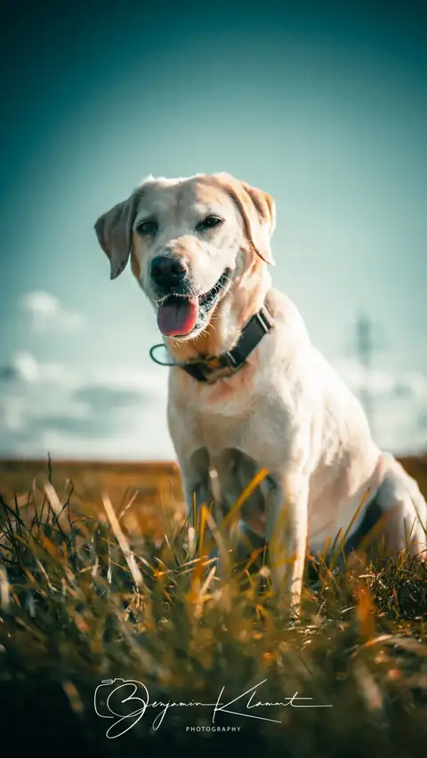 Labrador-Hündin Mila