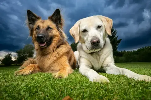 Mo, Harzer Fuchs, neben Mila