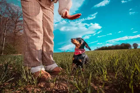 Seminar mit Hund und Halter