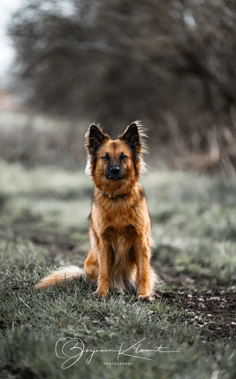 Welpe beim Welpenkurs der Hundeschule Dogversations in Ulm