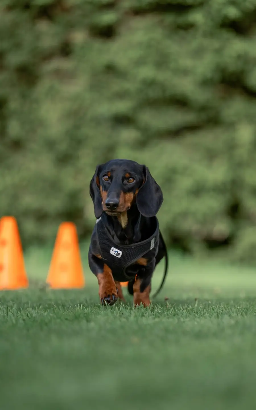 Dackel beim Workshop am Hundeplatz Ulm
